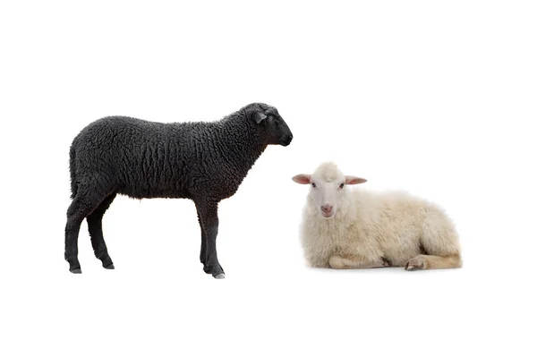 Schwarze Und Weiße Schafe Isoliert Auf Weißem Hintergrund — Stockfoto
