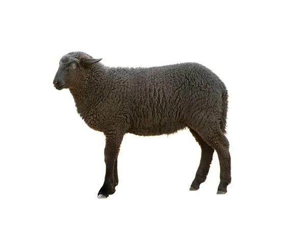 Black Sheep Isolated White Background — Stock Photo, Image