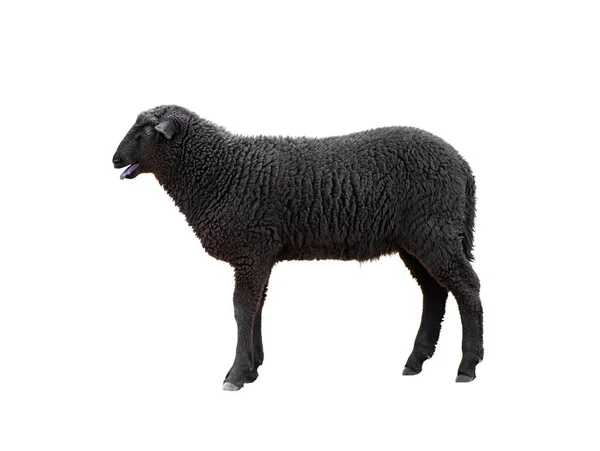 Black Sheep Makes Sounds Isolated White Background — Stock Photo, Image