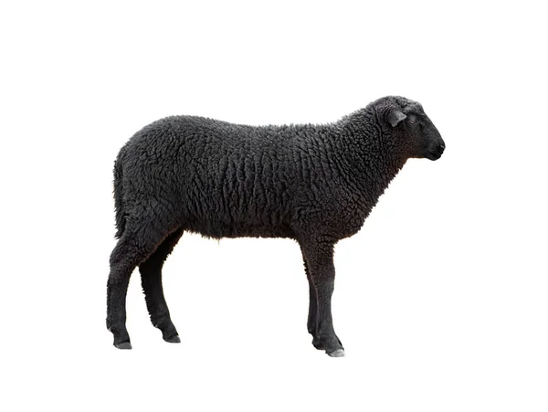 Czarne Owce Izolowane Białym Tle — Zdjęcie stockowe