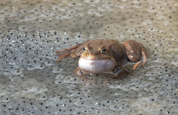 개구리가물 비어의 배경에 — 스톡 사진