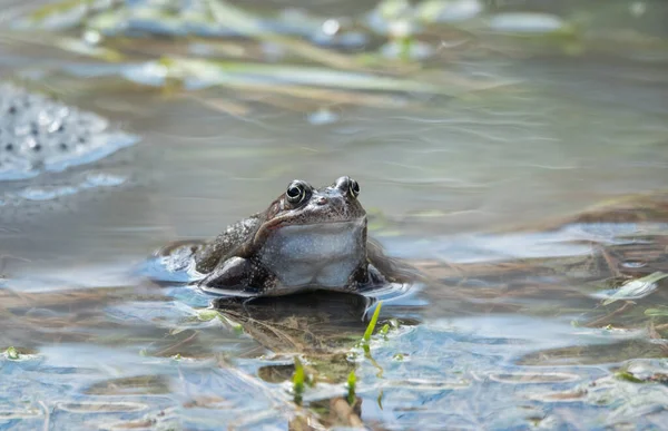 Frosch Wasser Vor Dem Hintergrund Von Kaviar — Stockfoto