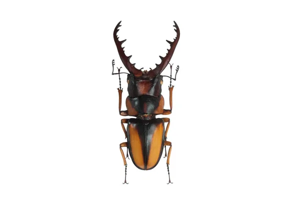 Prosopocoilus Downesii Selvagei Isolato Fondo Bianco — Foto Stock