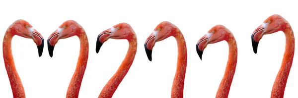 Portrét Flamingo Izolované Bílém Pozadí — Stock fotografie