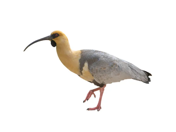 Black Faced Ibis Isolated White Background — 图库照片