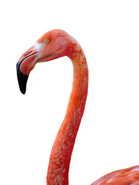 Porträtt Flamingo Isolerad Vit Bakgrund — Stockfoto