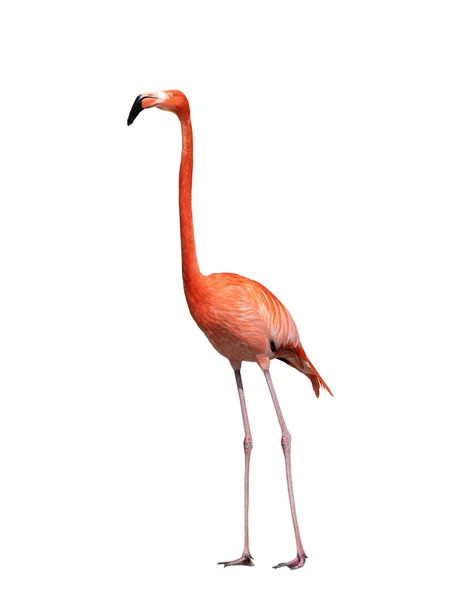 Flamingo Beyaz Arkaplanda Izole Edildi — Stok fotoğraf