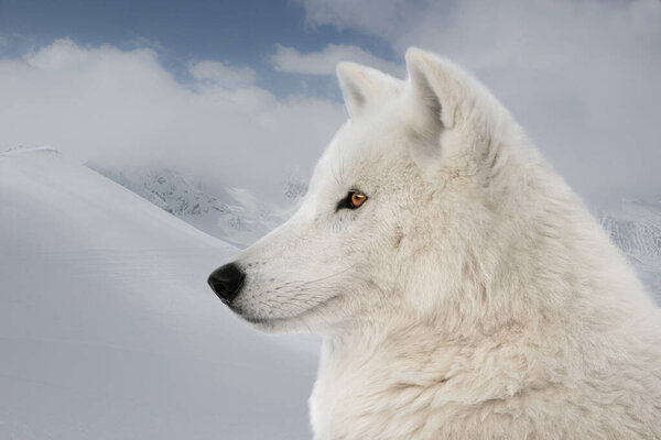 Polar wolf in the background of a mountain landscape