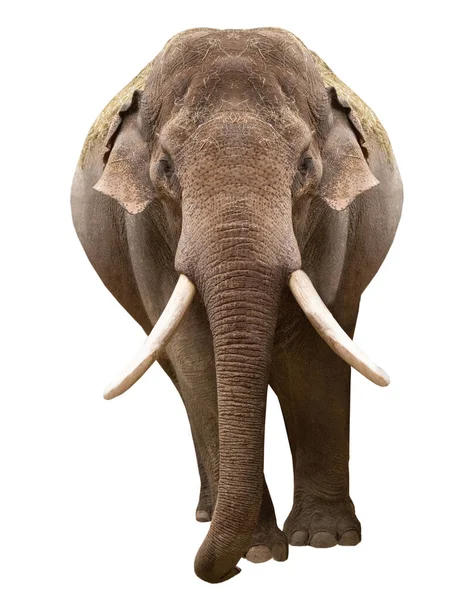 Velký Slon Izolovaných Bílém Pozadí — Stock fotografie