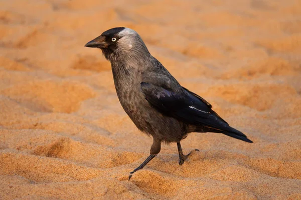 鳥ジャクドウは日没時に砂の上を歩く — ストック写真
