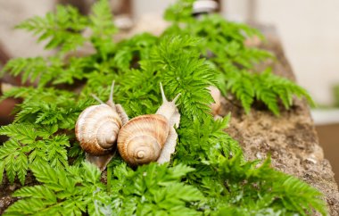 salyangoz yakın çekim