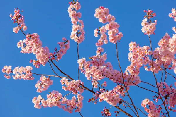 Bahar sakura çiçeği — Stok fotoğraf