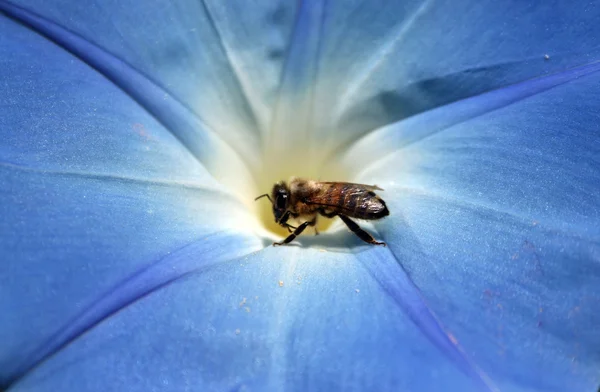 Пчела берет мед — стоковое фото
