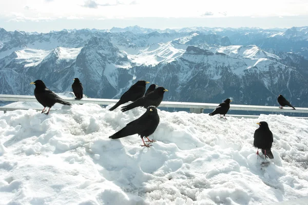 Blackbirds — Stock Photo, Image