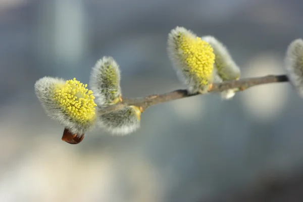 Çiçek açan kedi-willows — Stok fotoğraf