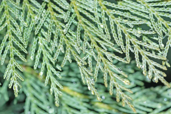 Cypress close-up — Stock Photo, Image