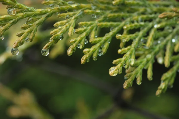 Cypress makro — Stockfoto