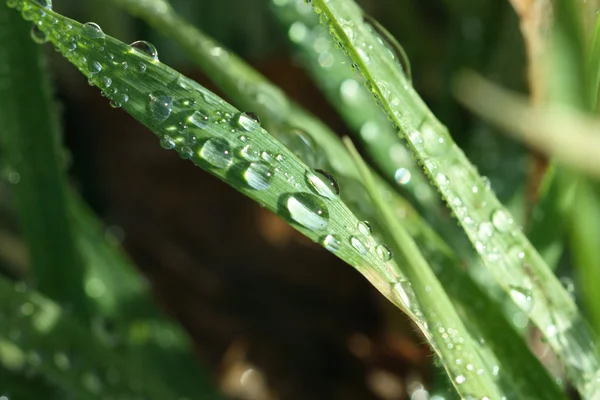 Droplets on grass leaf — Stock Photo, Image