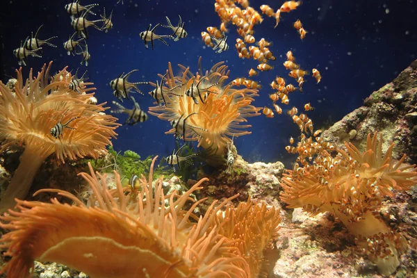 Jardim de infância de peixes — Fotografia de Stock