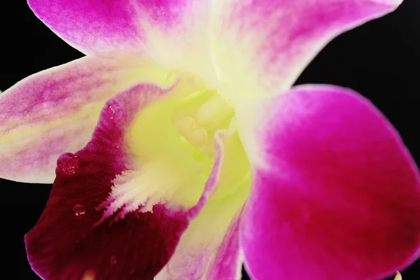 Macro orquídea — Foto de Stock
