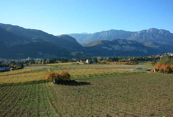 Панорамный виноградник — стоковое фото