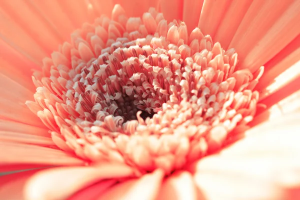 Rosa gerbera close-up — Fotografia de Stock