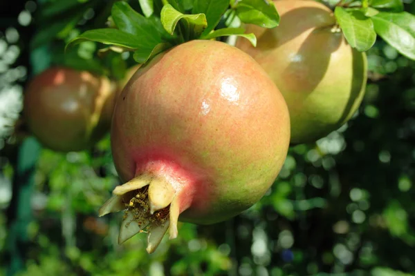 Fruta de la granada —  Fotos de Stock