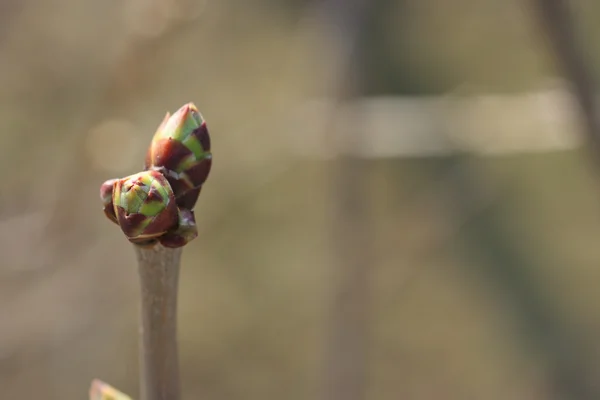 Ağaç bud ile boşluk — Stok fotoğraf