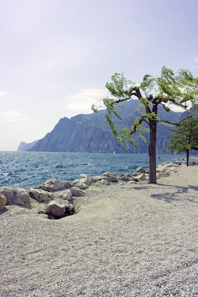 Дерево на скалистом пляже — стоковое фото