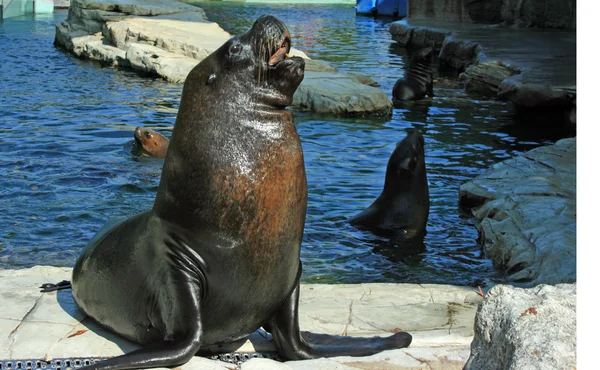 Curious seal — Stock Photo, Image