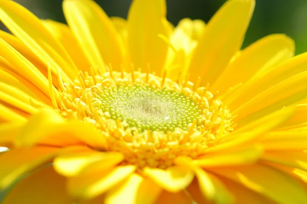 Amarelo gerbera close-up — Fotografia de Stock