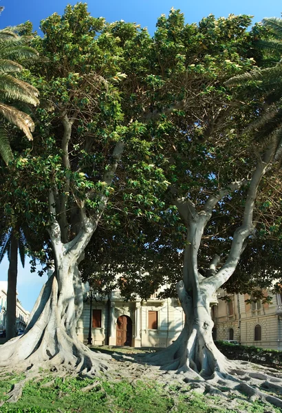 Zwei riesige Ficus macrophylla — Stockfoto
