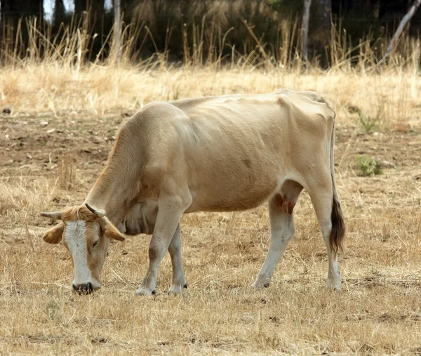 Vörös tehén — Stock Fotó