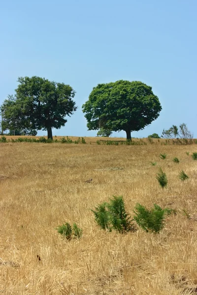 Два зеленых дерева на желтом поле — стоковое фото