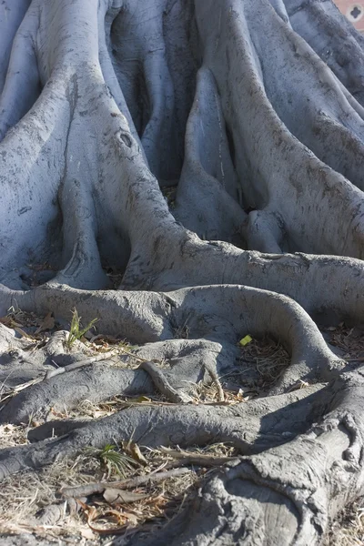 Raíces de árboles — Foto de Stock