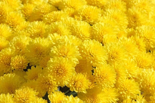 Gelber Chrysanthemen Hintergrund — Stockfoto