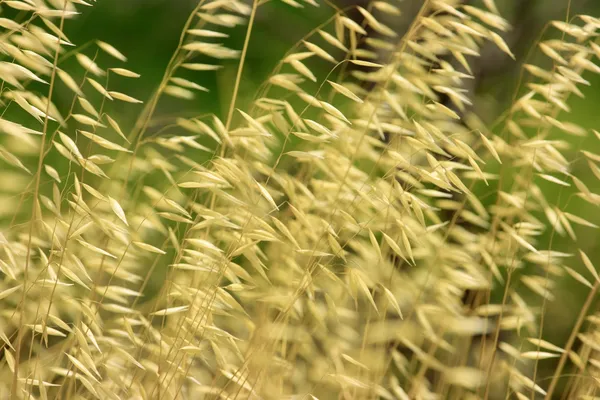 Hintergrund aus trockenem Gras — Stockfoto