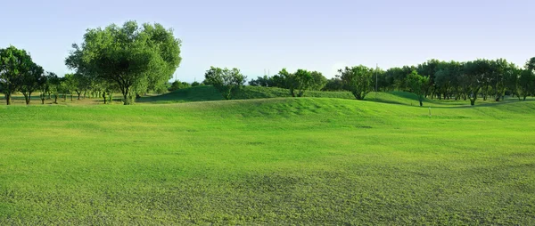 Golfbaan met olijfbomen — Stockfoto