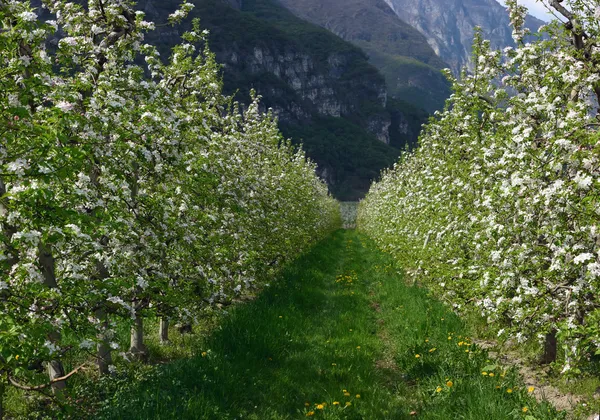 Jabłko ogród w kwiat — Zdjęcie stockowe