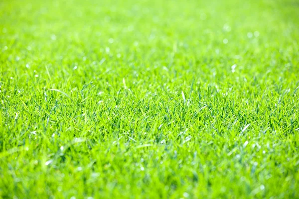 Green grass — Stock Photo, Image