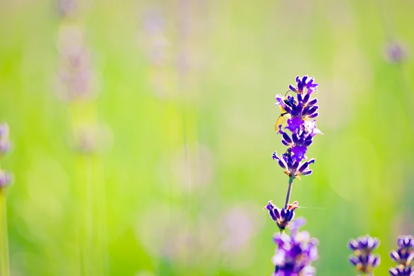 Fondo de lavanda — Foto de Stock