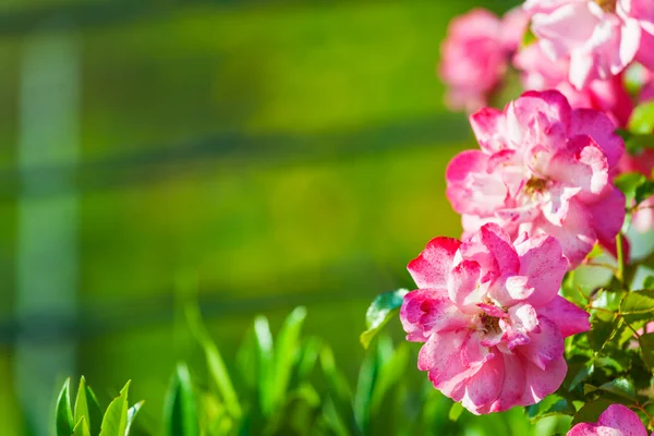 Рожеві квіти на зеленому фоні з простором копіювання — стокове фото