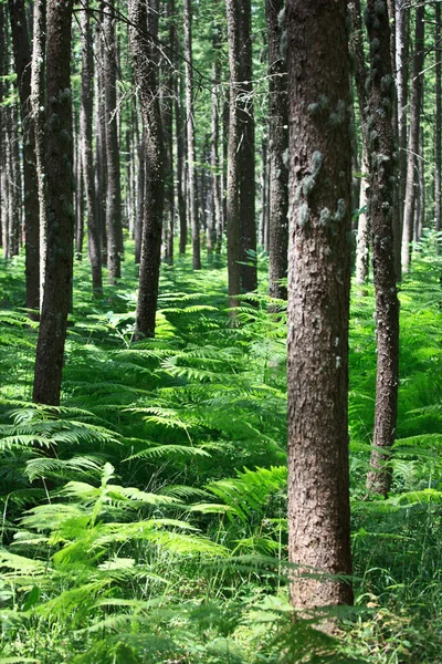 Pine forest — Stock Photo, Image