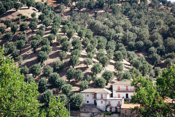 Aspromonte Nin Kuru Tepeleri Zeytin Koruluğu Kırsal Çiftlik Evi Gizli — Stok fotoğraf