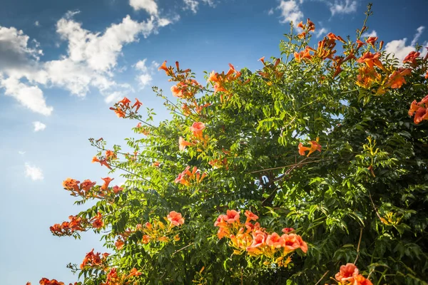Campsis Grandiflora Chinesische Trompetenrebe Laubheuschrecke Mit Großen Orangefarbenen Trompetenförmigen Blüten — Stockfoto