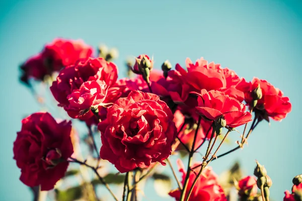 淡淡的复古声调在室外花园中的情调艺术红玫瑰 — 图库照片