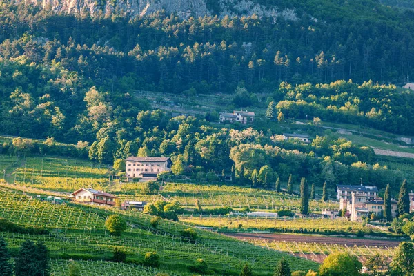 Wijngaarden Aan Voet Van Berg Trento Italiaanse Regio Trentino Alto — Stockfoto