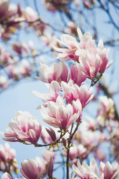 Zweig Des Magnolienbaums Blüht Frühling — Stockfoto