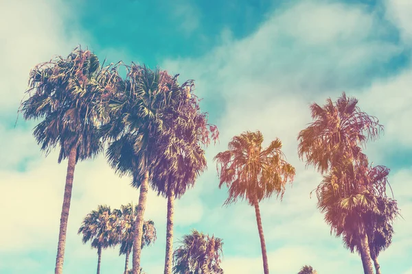 Винтажный Ретро Тонированная Открытка Пальмами Пляже Венис Санта Монике Калифорния — стоковое фото