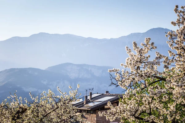 Flor Primaveral Manzano Aldea Alpina Casa Con Paneles Solares Fondo —  Fotos de Stock